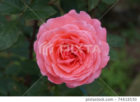 Pink roses from Ikuta Ryokuchi Rose Garden Pink roses from Ikuta Ryokuchi Rose Garden 74818530