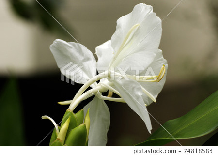 The pure white flowers of ginger (ginger, ginger) are neat and beautiful The pure white flowers of ginger (ginger, ginger) are neat and beautiful 74818583