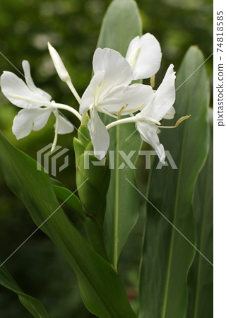 The pure white flowers of ginger (ginger, ginger) are neat and beautiful 74818585