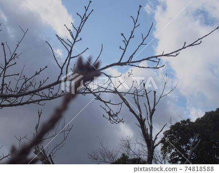 春天來了 74818588