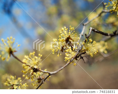 Cornus landscape in Korea 74818831