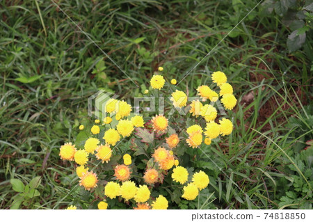 yellow colored flower closeup yellow colored flower closeup 74818850