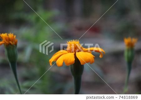 yellow colored flower closeup 74818869