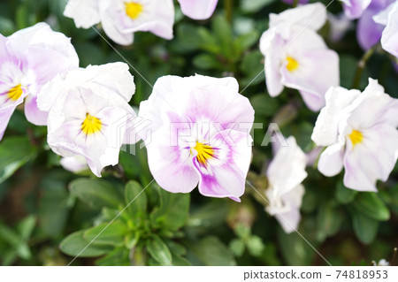 Pansy Pansy 74818953