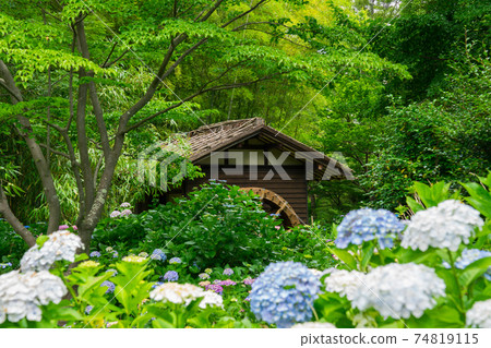Hydrangea and watermill in Fuchu Local Forest Park Hydrangea and watermill in Fuchu Local Forest Park 74819115