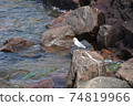 海鷗生氣 74819966
