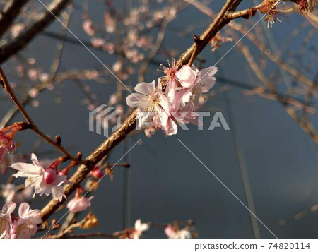Cherry blossoms in full bloom 74820114