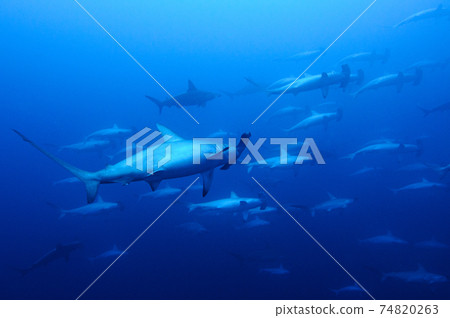 A group of hammerhead sharks A group of hammerhead sharks 74820263