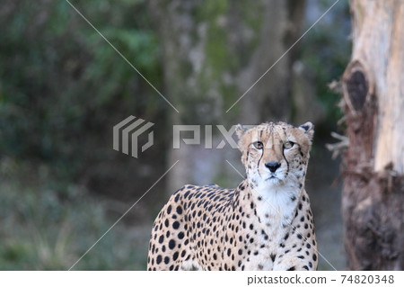 獵豹183 獵豹183 74820348