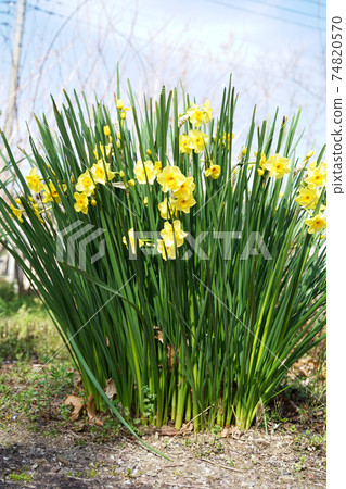 Narukissusu Narukissusu 74820570