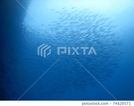 Fish and scenery seen during diving 74820571