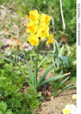 Narukissusu 74820578