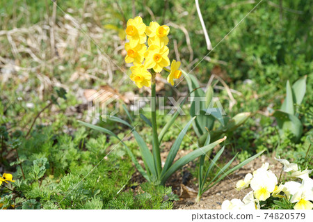 Narukissusu 74820579