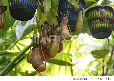 Gourd Nepenthes Gourd Nepenthes 74820610