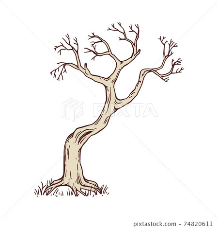 Big old tree in hand drawn engraving style, flat vector illustration isolated. Big old tree in hand drawn engraving style, flat vector illustration isolated. 74820611