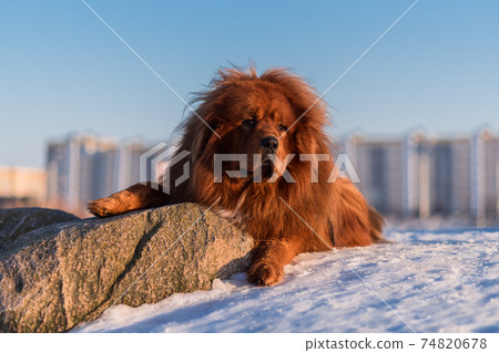 Tibetan Mastiff posing in winter at sunset Tibetan Mastiff posing in winter at sunset 74820678