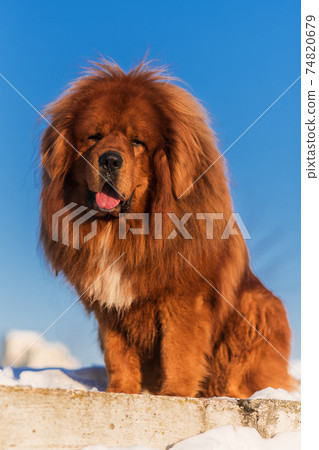 Tibetan Mastiff posing in winter at sunset Tibetan Mastiff posing in winter at sunset 74820679