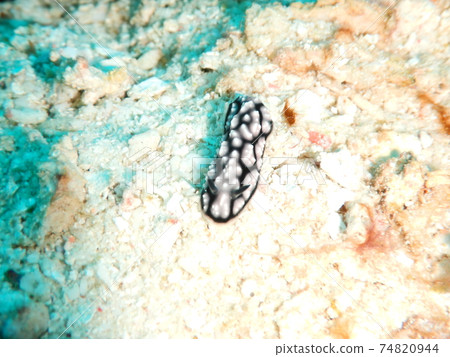 我在印度尼西亞潛水時遇到的多彩海牛 74820944