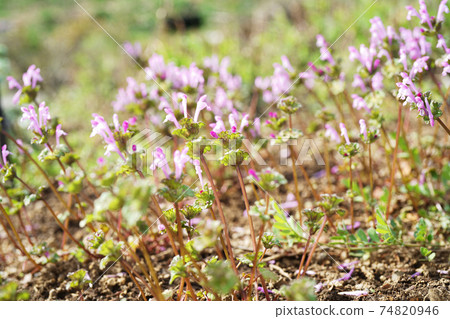 霍托肯諾扎 74820946