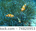 Nemo I met while diving in Indonesia 74820953