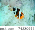 Nemo I met while diving in Indonesia 74820954