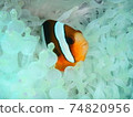 Nemo I met while diving in Indonesia 74820956