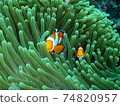Nemo I met while diving in Indonesia 74820957