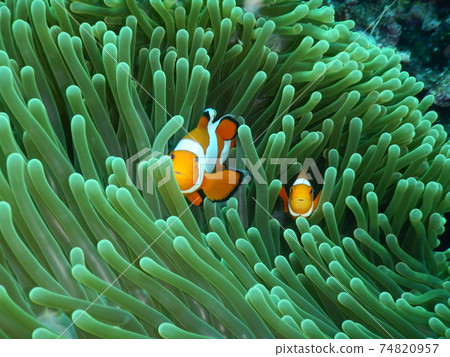 Nemo I met while diving in Indonesia 74820957