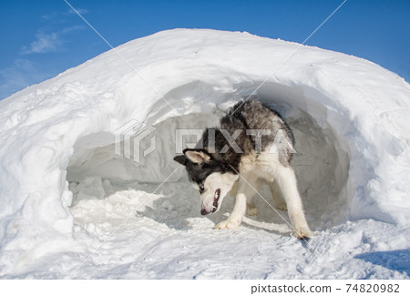 wolf waiting wolf waiting 74820982