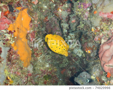 Fish I met while diving in Indonesia 74820998