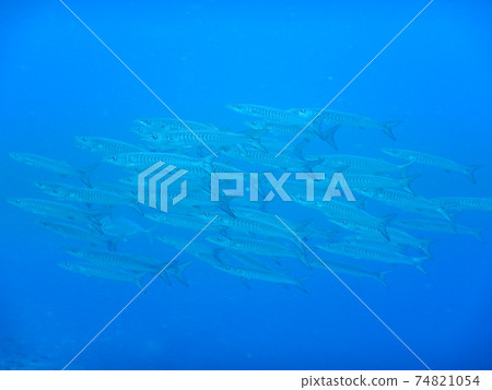 我在印度尼西亞潛水時遇到的Barakuda 74821054