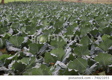 green colored healthy cabbage closeup 74821055