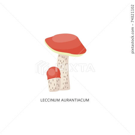 Leccinum aurantiacum edible forest mushroom a vector isolated illustration 74821102