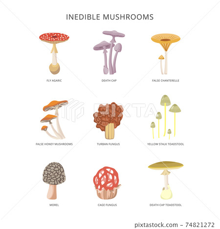 Inedible Mushroom Toadstools Icons Set Flat Stock Illustration