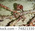 Seahorses I met while diving at night in Indonesia 74821330