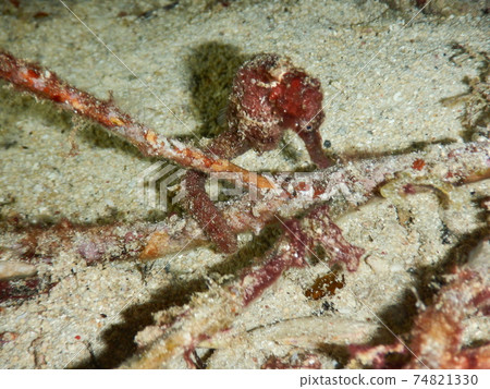 Seahorses I met while diving at night in Indonesia 74821330