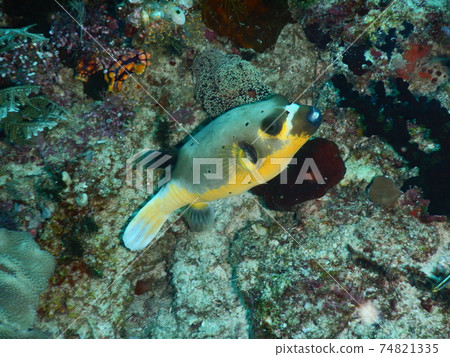 Fugu I met while diving in Indonesia 74821335