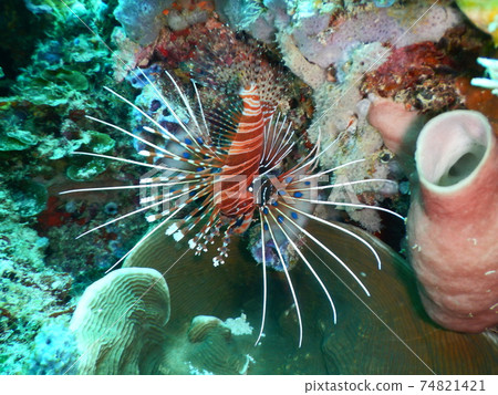 我在印度尼西亞潛水時遇到的蝎子魚 74821421