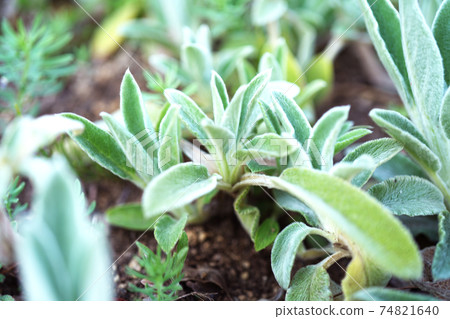  綿毛水蘇 74821640