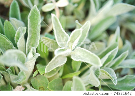  綿毛水蘇 74821642