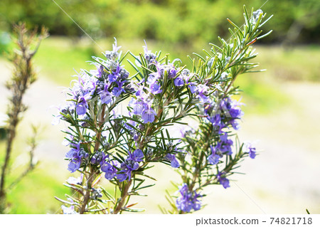 Rosemary Rosemary 74821718