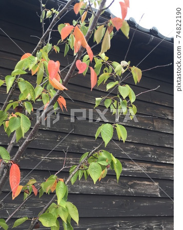 Leaves in the background of the walls of an old wooden house 74822190