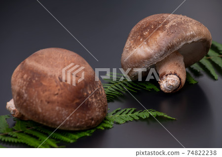 A photo of the highest peak of carefully selected raw shiitake mushroom "Noto Temari" A photo of the highest peak of carefully selected raw shiitake mushroom "Noto Temari" 74822238