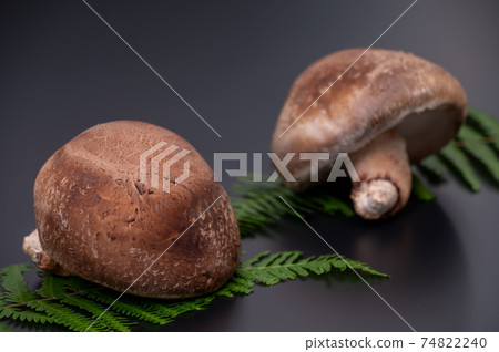 A photo of the highest peak of carefully selected raw shiitake mushroom "Noto Temari" 74822240
