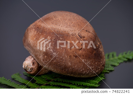 A photo of the highest peak of carefully selected raw shiitake mushroom "Noto Temari" A photo of the highest peak of carefully selected raw shiitake mushroom "Noto Temari" 74822241