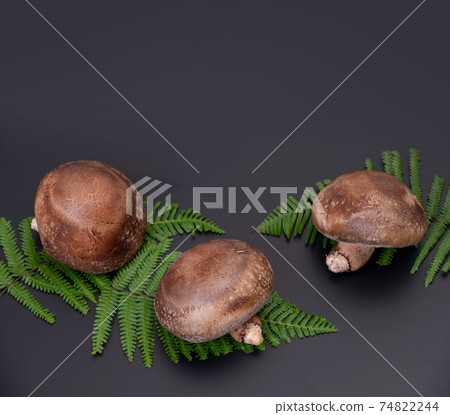 A photo of the highest peak of carefully selected raw shiitake mushroom "Noto Temari" A photo of the highest peak of carefully selected raw shiitake mushroom "Noto Temari" 74822244