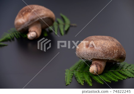 A photo of the highest peak of carefully selected raw shiitake mushroom "Noto Temari" A photo of the highest peak of carefully selected raw shiitake mushroom "Noto Temari" 74822245