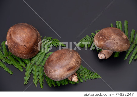 A photo of the highest peak of carefully selected raw shiitake mushroom "Noto Temari" A photo of the highest peak of carefully selected raw shiitake mushroom "Noto Temari" 74822247