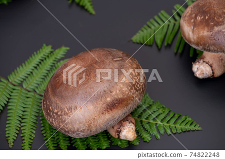 A photo of the highest peak of carefully selected raw shiitake mushroom "Noto Temari" A photo of the highest peak of carefully selected raw shiitake mushroom "Noto Temari" 74822248