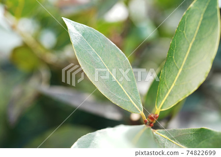 海灣 海灣 74822699